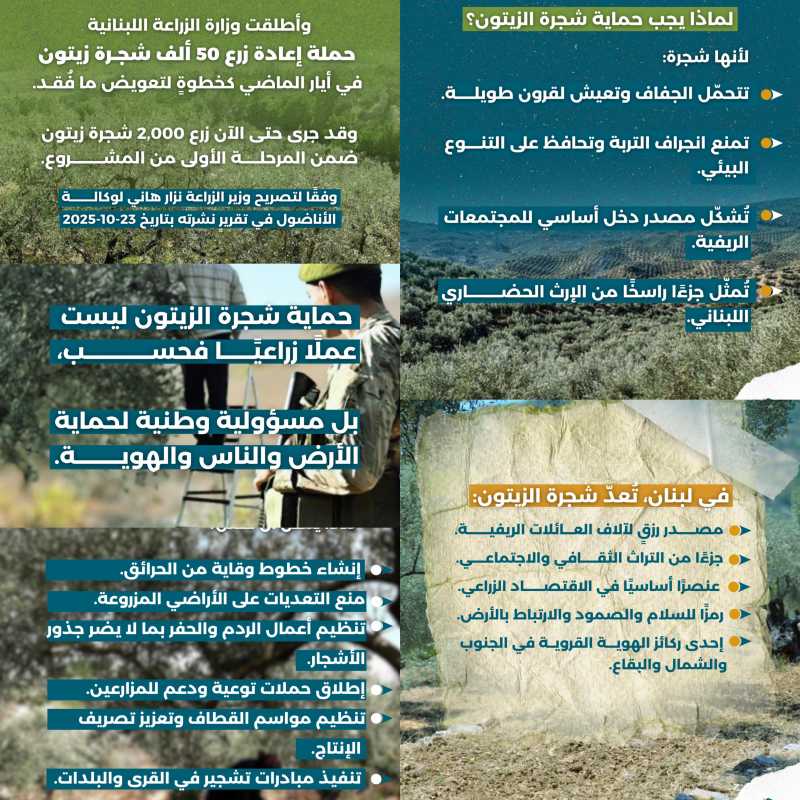  ٢٦ تشرين الثاني   اليوم العالمي لشجرة الزّيتون 