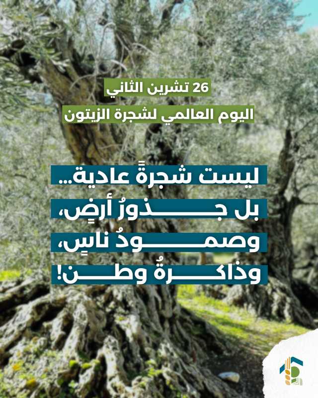 ٢٦ تشرين الثاني   اليوم العالمي لشجرة الزّيتون 