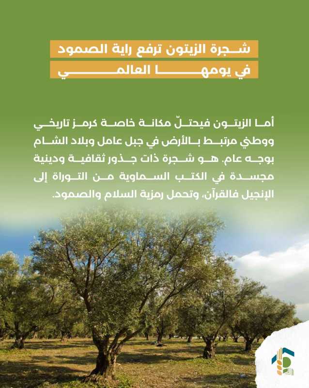 شجرة الزيتون ترفع راية الصمود في يومها العالمي